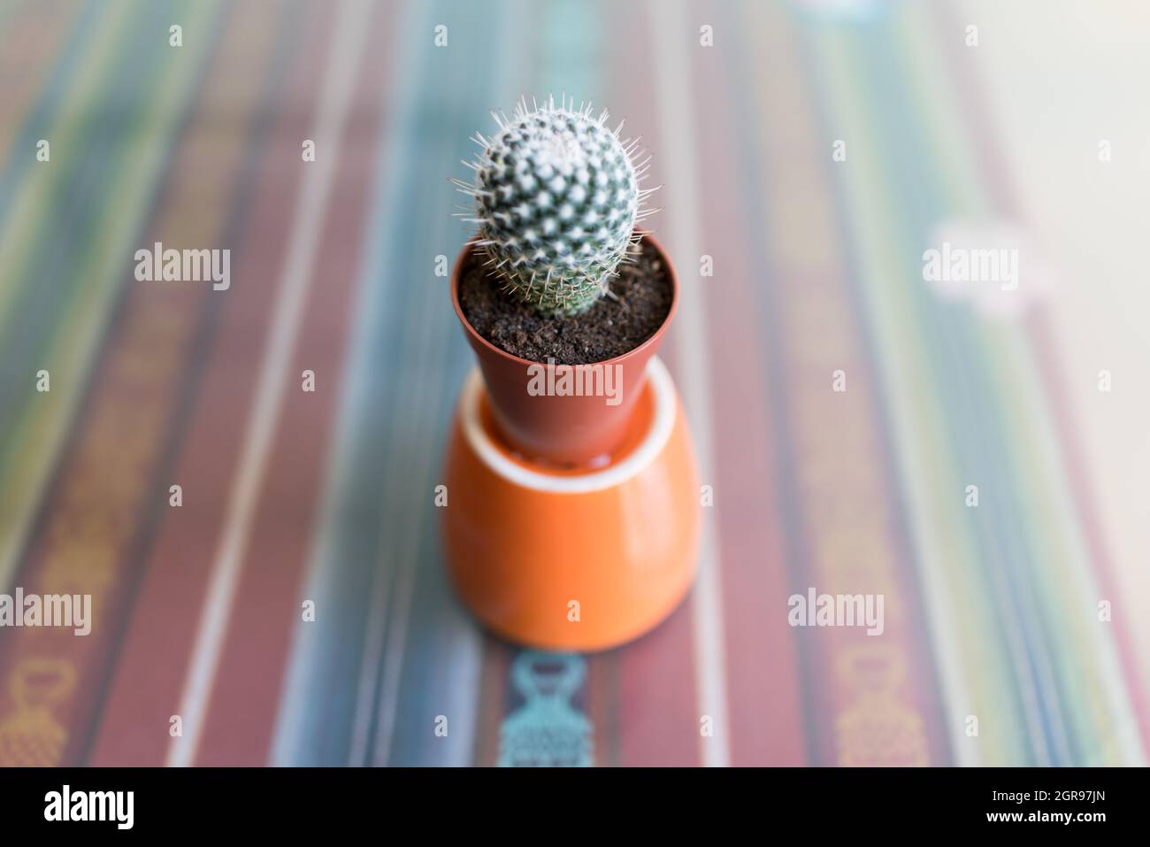 Un alto ángulo de visualización de cactus en la tabla Foto de stock