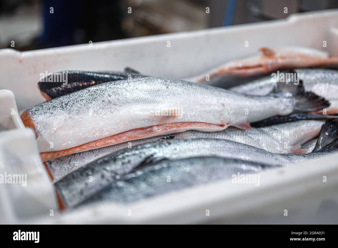 El pescado de las canales de truchas refrigeradas está en la caja. Foto de stock