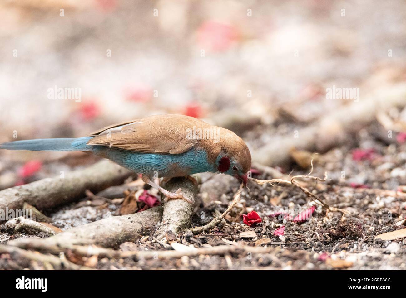 Macho Rojo Pájaro de Cordón Bleu Uraeginthus Bengalus es un Pájaro diminuto que viene de África Foto de stock