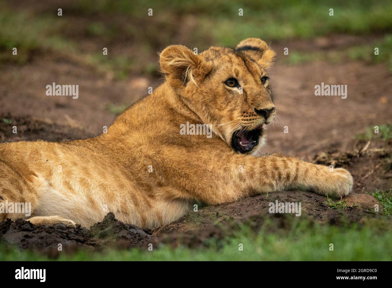 Primer plano de Lion Cub bostezando en Mud Foto de stock
