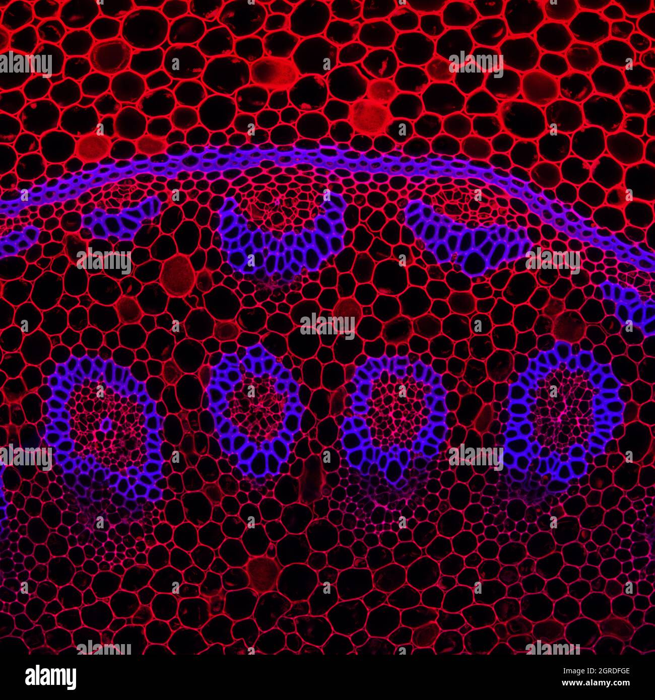 Microscopia confocal fotografías e imágenes de alta resolución - Alamy