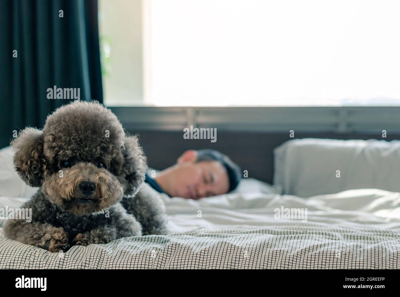 Un adorable perro de poodle se acostó en la cama esperando al dueño  Despierta por la mañana con sol en una cama sucia Fotografía de stock -  Alamy