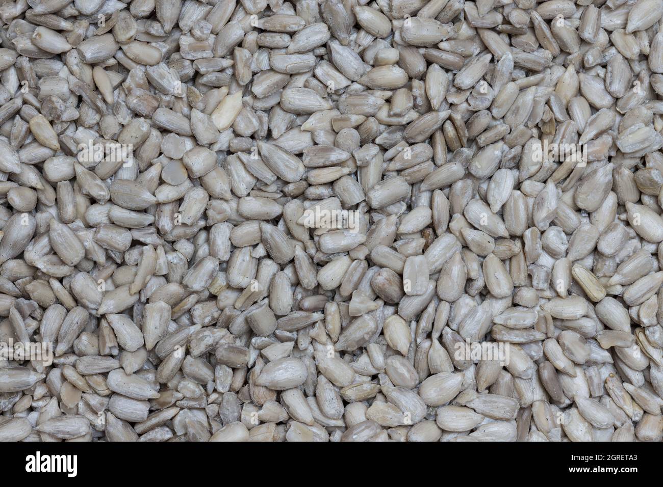 Detalle de primer plano de semillas de girasol. Foto de stock