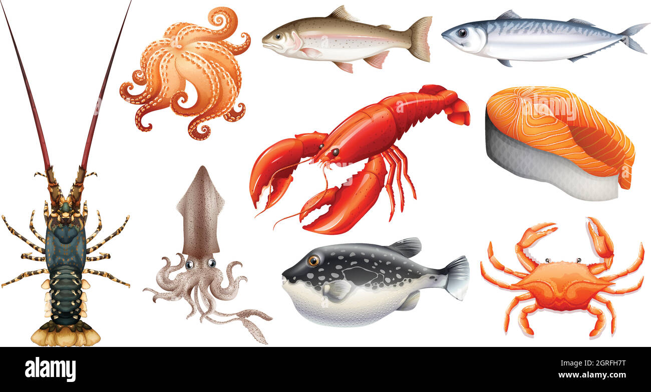 Diferentes tipos de mariscos Imagen Vector de stock - Alamy