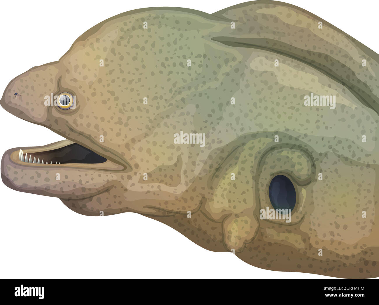Cabeza de anguila moray gigante Ilustración del Vector