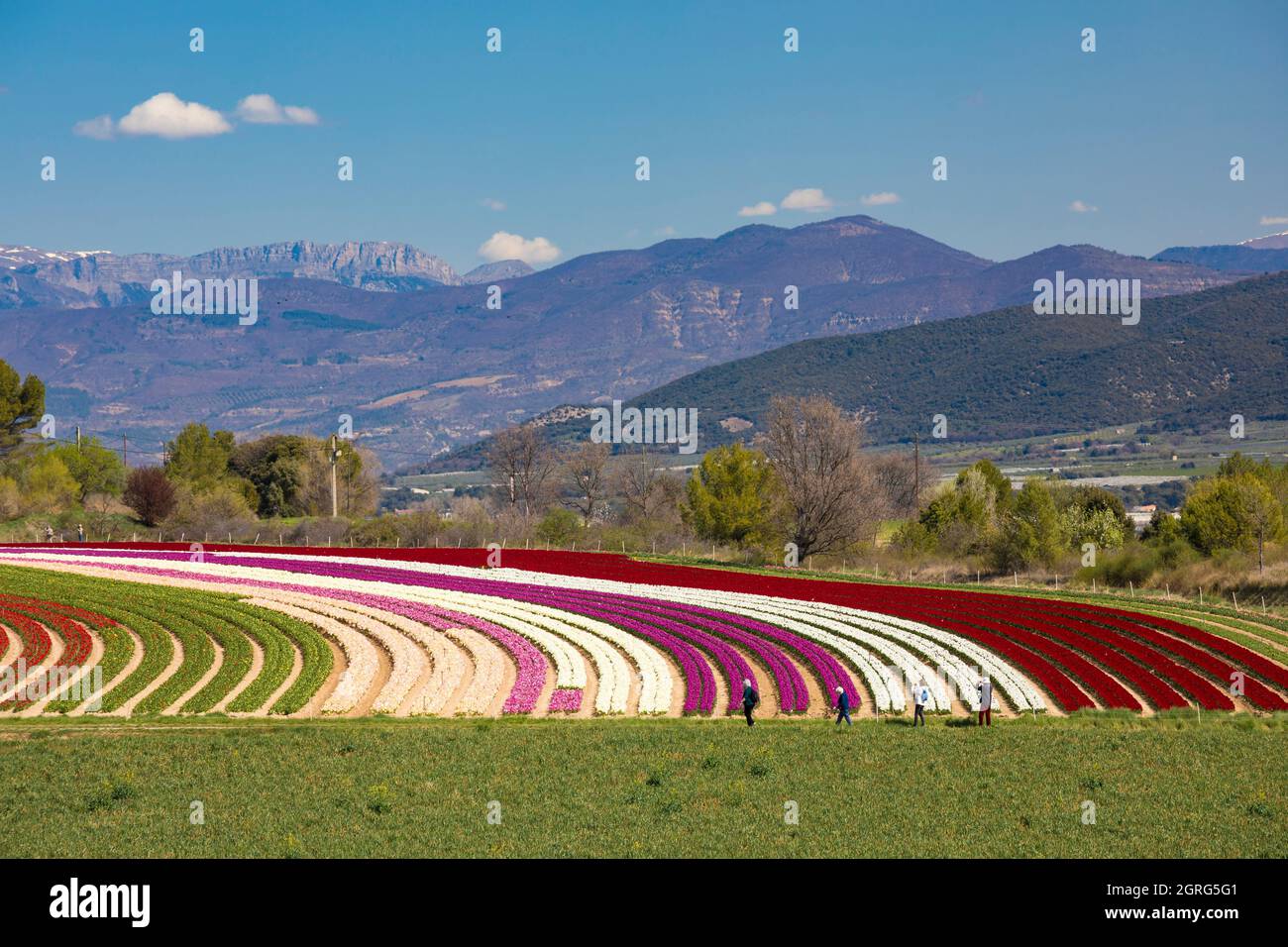 Francia, Alpes de Haute Provence, Lurs, Campo de tulipanes Foto de stock