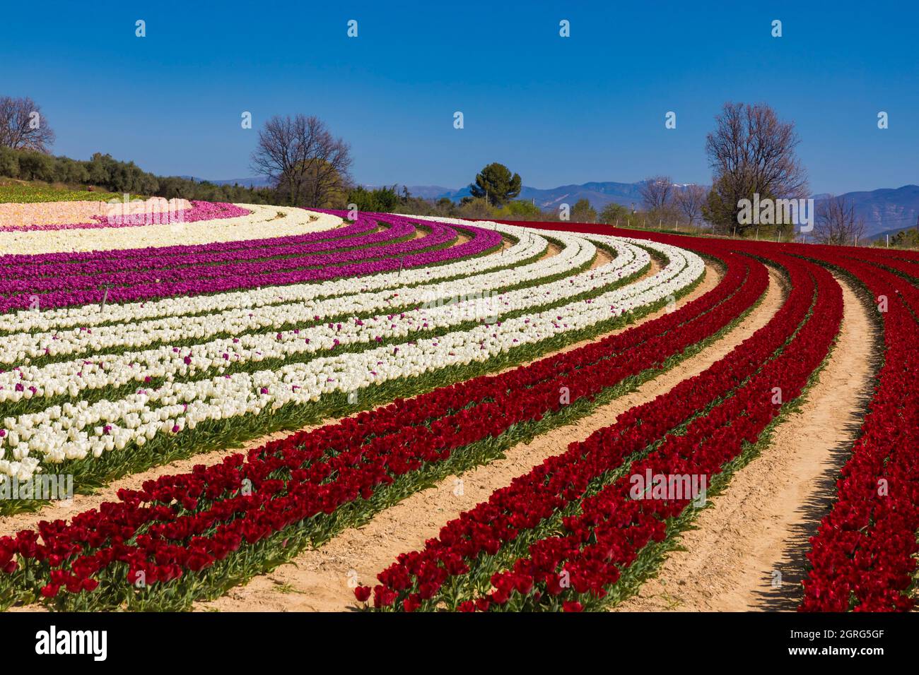 Francia, Alpes de Haute Provence, Lurs, Campo de tulipanes Foto de stock