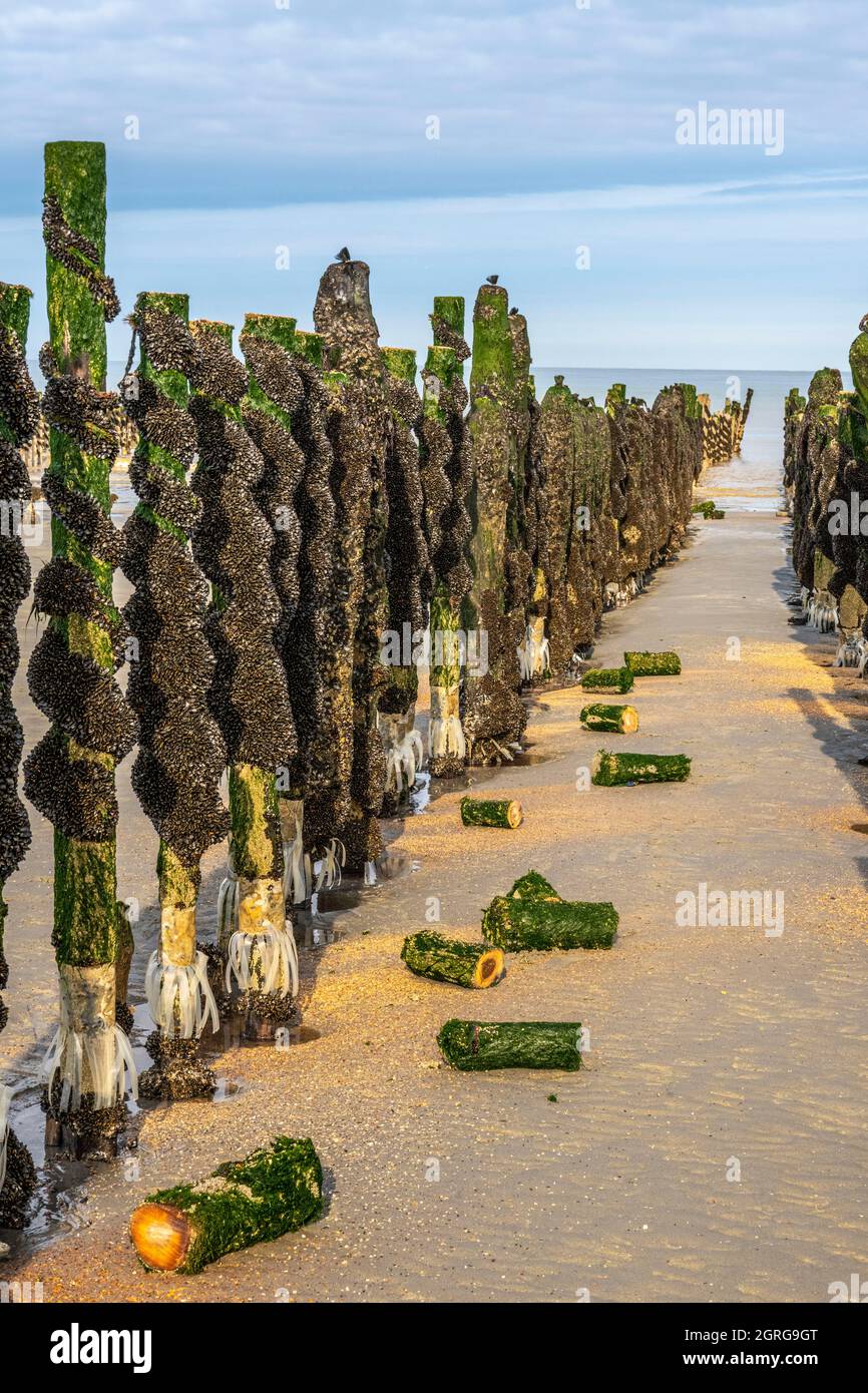 Altura de concha fotografías e imágenes de alta resolución Alamy