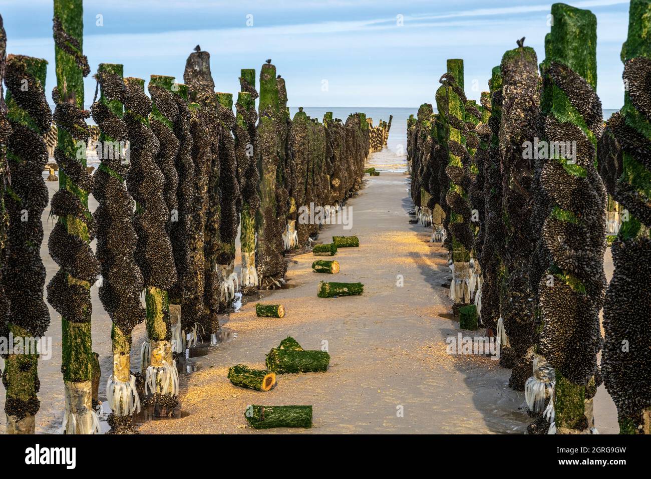 Francia, Somme (80), Baie de Somme, QuendPlage, Mussel Los