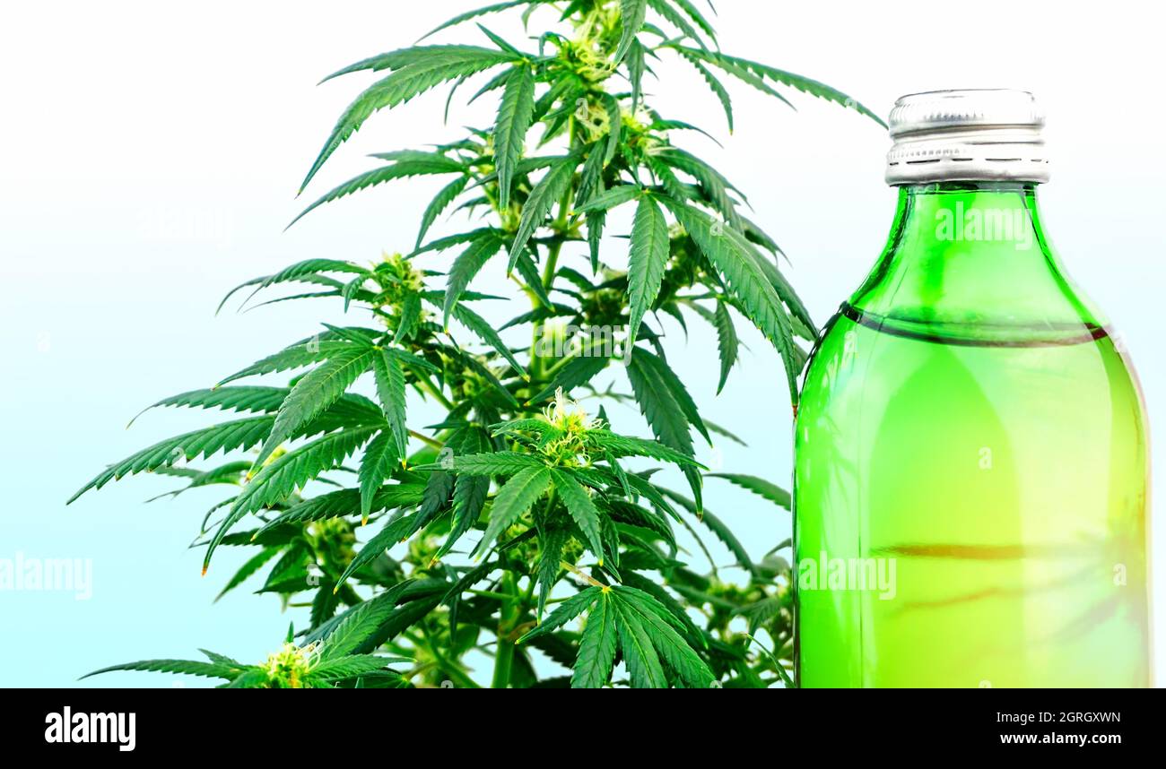 Botella con CBD bebida infundida de cannabis contra planta de cannabis, cannabis en la industria de alimentos y bebidas Foto de stock