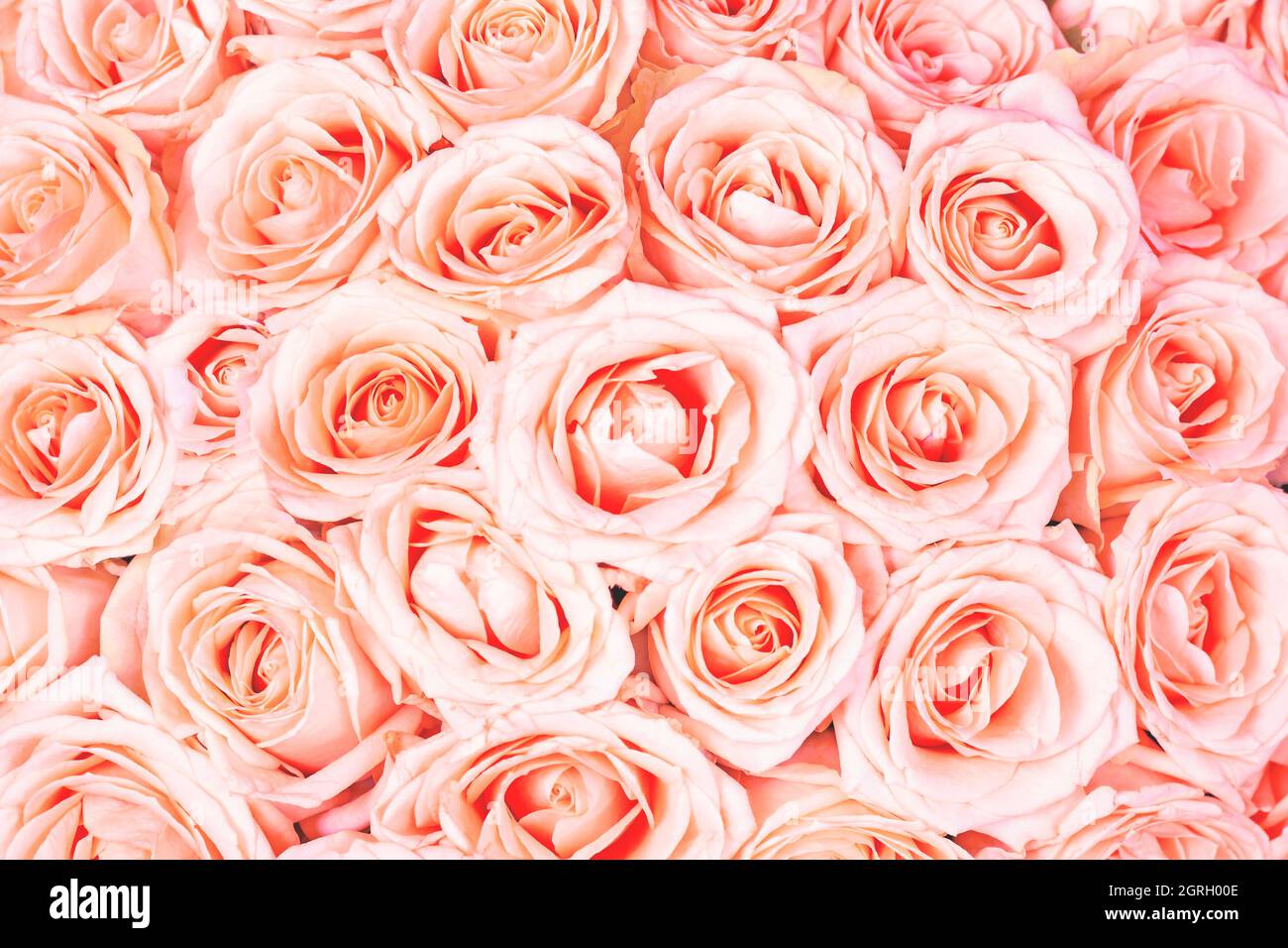 Lirio Universal Escalofriante Fondo natural de rosas de té de color rosa pastel y amarillo. Patrón de  flores de color coral brillante Fotografía de stock - Alamy