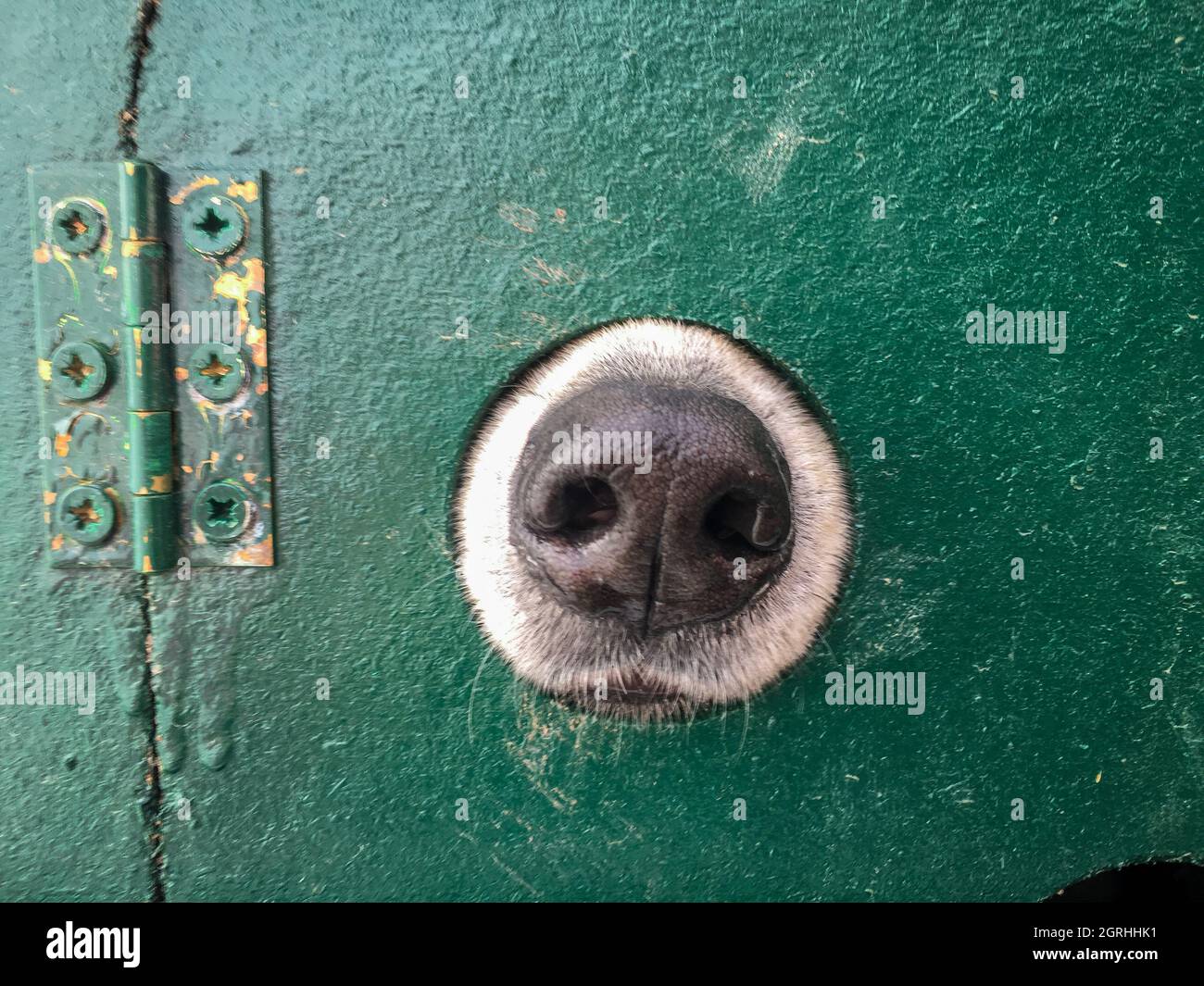 Ruido de perro fotografías e imágenes de alta resolución - Alamy