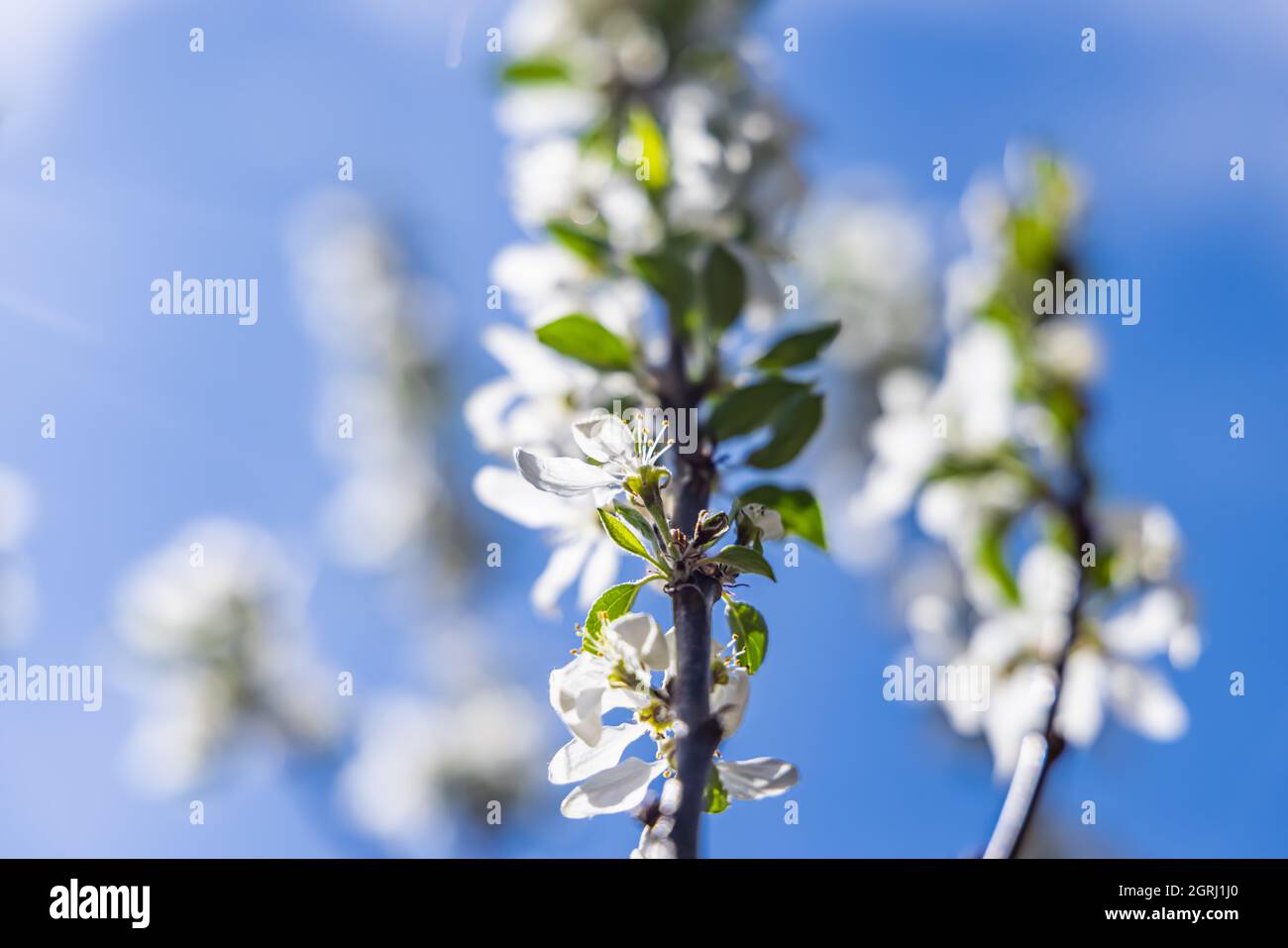 Una imagen ampliada de una rama de manzano llena de flores blancas , pocas ramas borrosas se pueden ver en el fondo, en un día soleado y brillante. Foto de stock