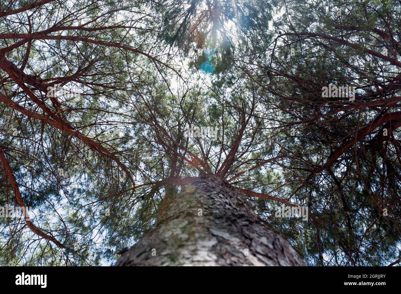 Árbol, bosque, naturaleza, follaje, ramas, sol Foto de stock