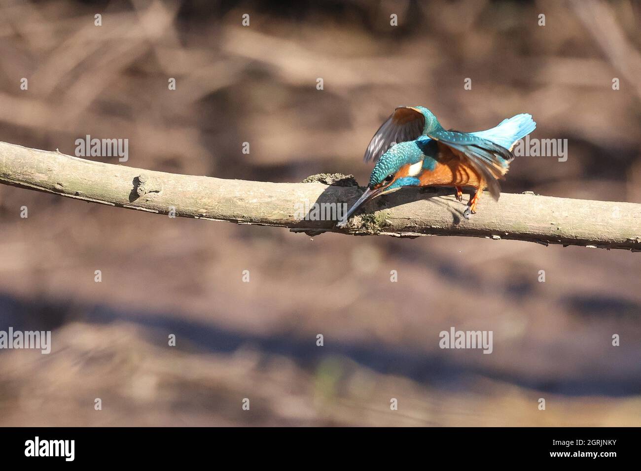 Kingfisher en el Bosque de Dean Foto de stock