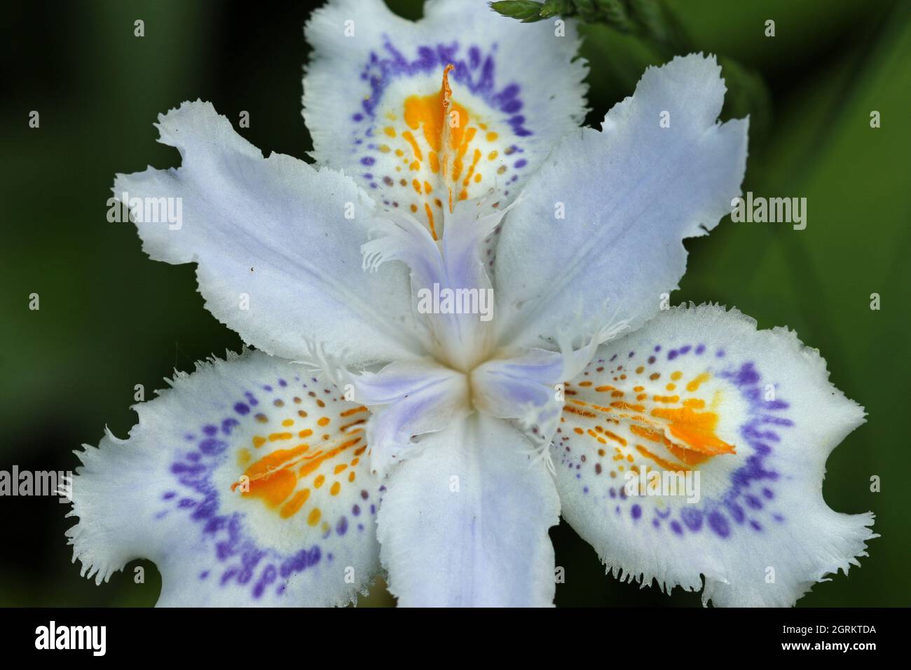 Iris japonés con flecos blancos, Iris japonica de variedad desconocida, flor  con un fondo borroso de hojas Fotografía de stock - Alamy
