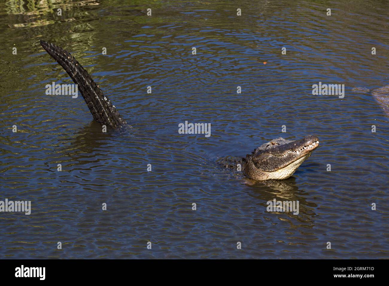 Un cocodrilo americano adulto, Alligator mississippiensis, puede medir de 3,4 a 4,6 m (11 a 15 pies) de longitud, y puede pesar hasta 453 kg (1.000 libras). Foto de stock