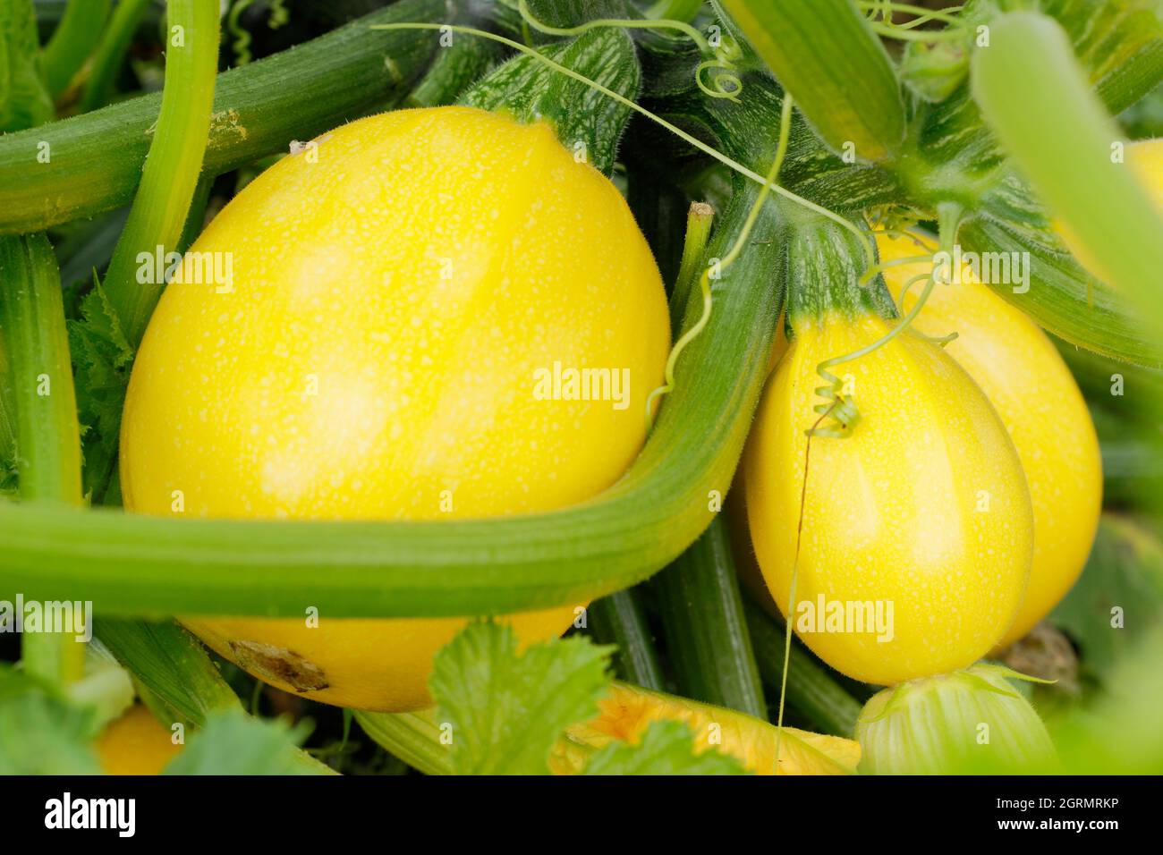 Frutos de oro redondos de la planta de calabacín de cucurbita pepo 'Floridor' creciendo en un jardín de cocina. REINO UNIDO Foto de stock