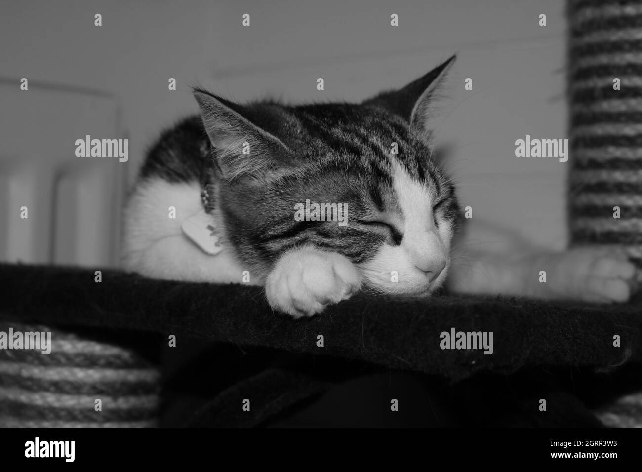 Bella durmiente gato Imágenes de stock en blanco y negro - Alamy