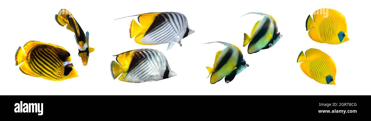 Diferentes tipos de Butterflyfish (Raccoon, Masked, Threadfin Butterflyfish, Pennant coralfish) aislados sobre fondo blanco. Conjunto de rayas tropicales f Foto de stock
