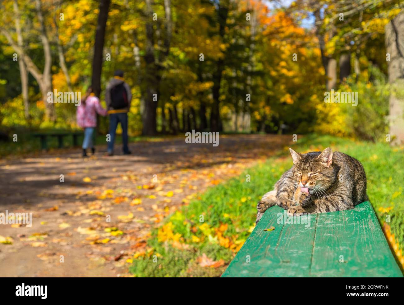 gato en un banco verde lamer su pata mientras el hombre con su hija pasando en el parque público otoñal de luz natural borrosa Foto de stock