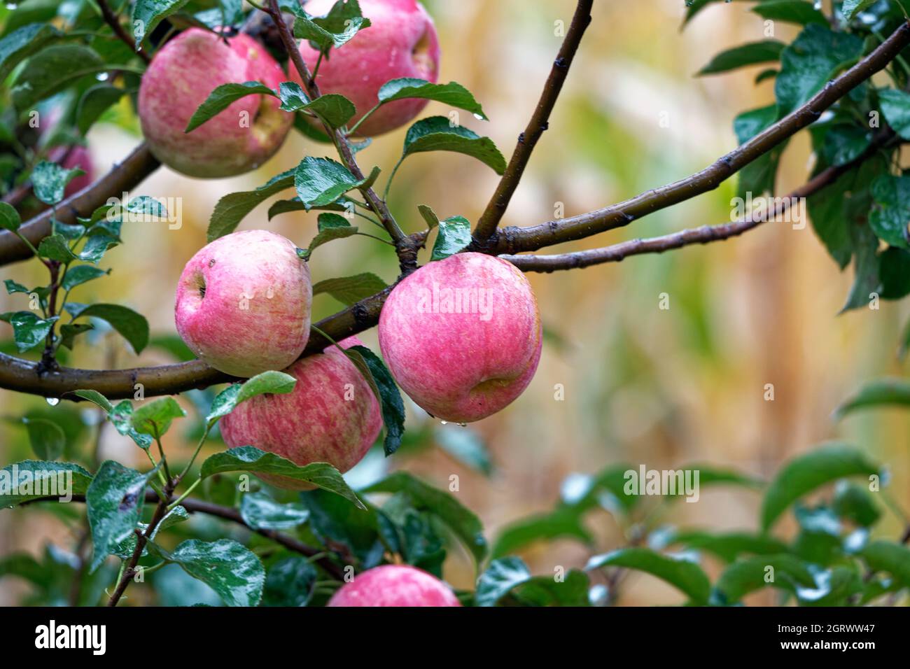 manzanas en un árbol bajo la lluvia Foto de stock