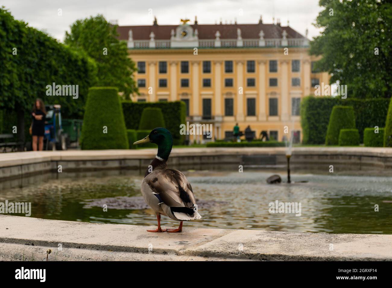 31 de mayo de 2019 Viena, Austria - Edificio palacio Schonbrunn entre jardines. Día de primavera nublado Foto de stock
