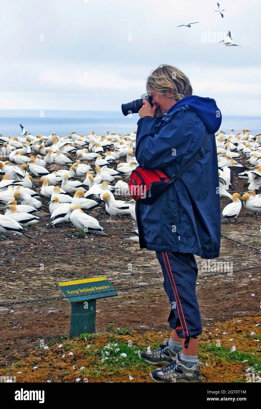 Una fotógrafa fotografía una colonia de Ganetos Australasianos en la Bahía Hawkes en la Isla Norte de Nueva Zelanda. La colonia de grandes aves marinas ha anidado en la zona desde el siglo XIX, atrayendo a observadores de aves y fotógrafos de aves. Foto de stock