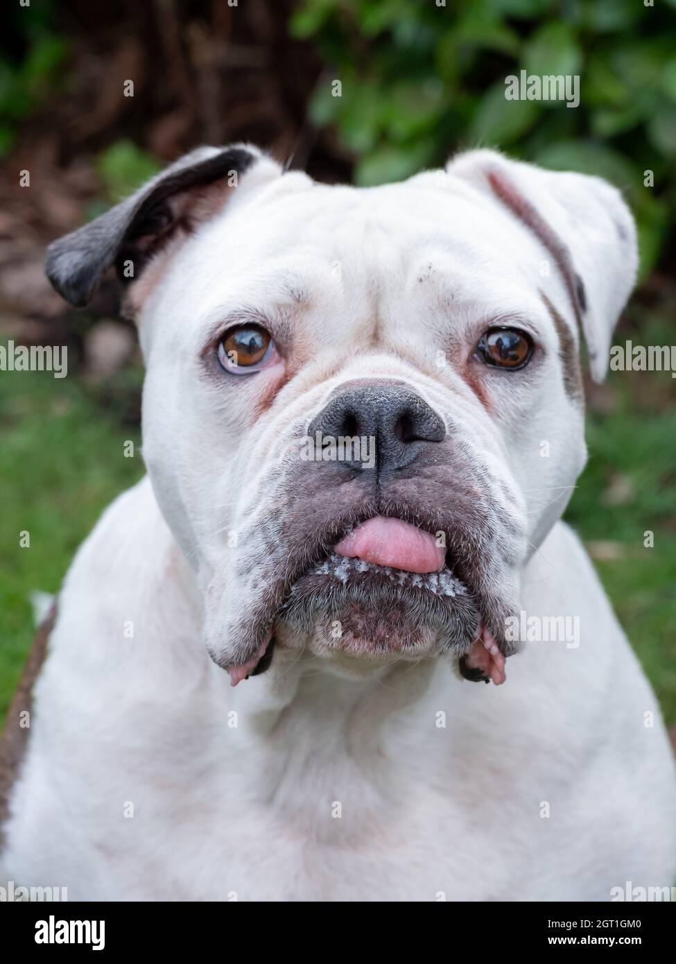 Un hermoso retrato de la cabeza del perro bulldog inglés con la expresión  divertida en la cara, foco en la nariz Fotografía de stock - Alamy