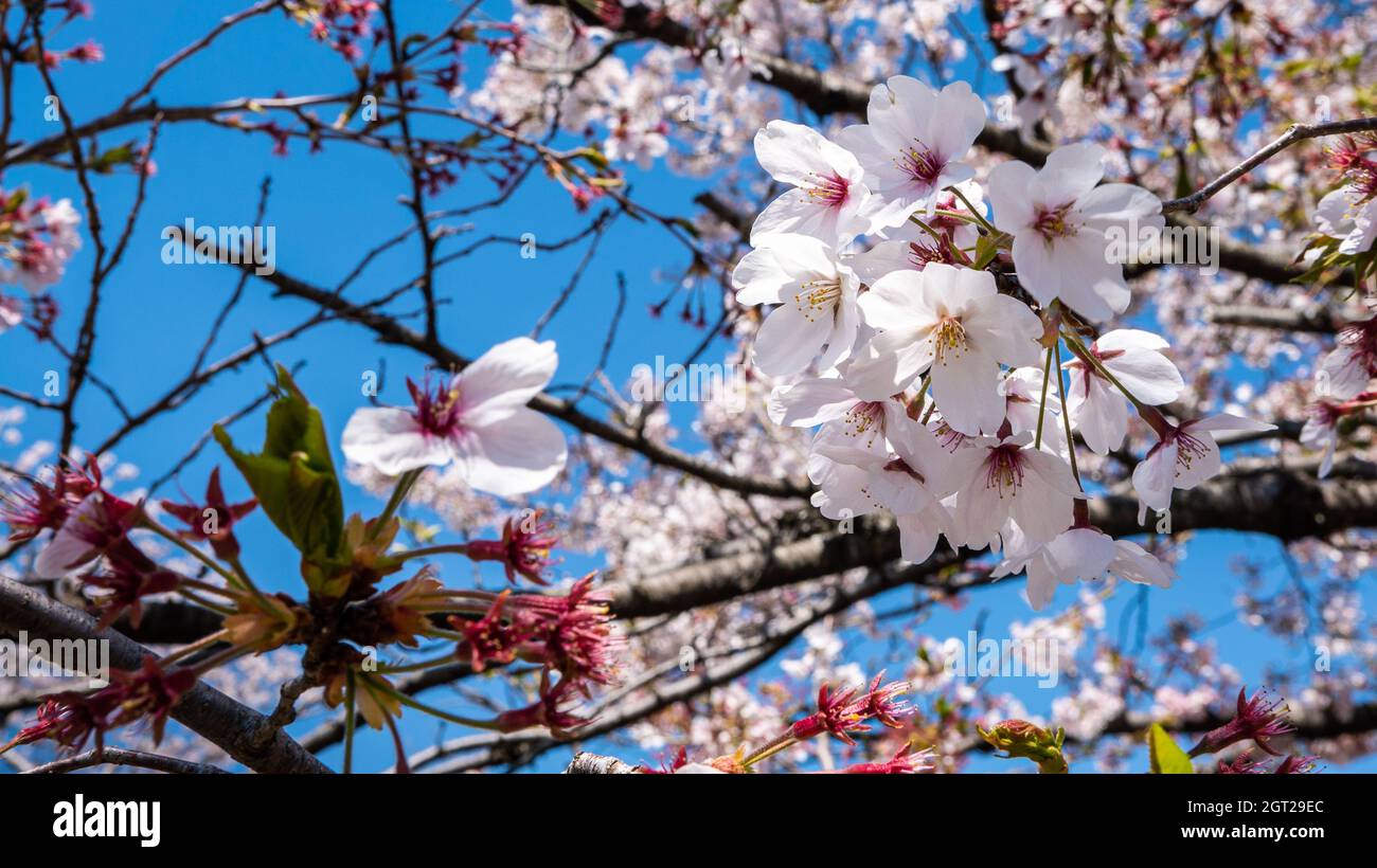 Hermosas ramas de árboles sakura en flor con fondo azul cielo en Kioto.  Cerezo en flor de Japón. Paisaje primaveral de la increíble che japonesa  Fotografía de stock - Alamy