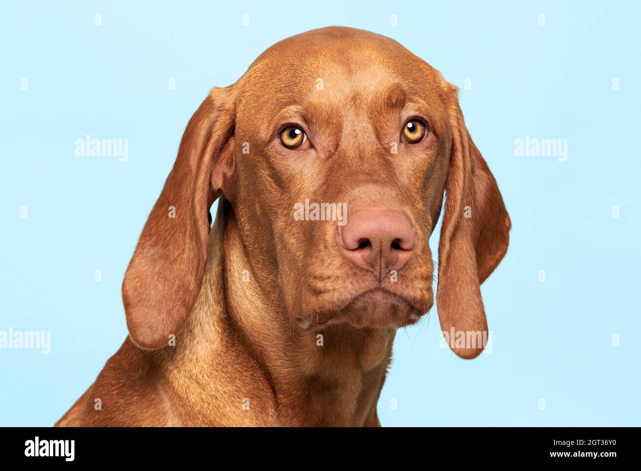 Raza de perro húngaro fotografías e imágenes de alta resolución - Página 6  - Alamy