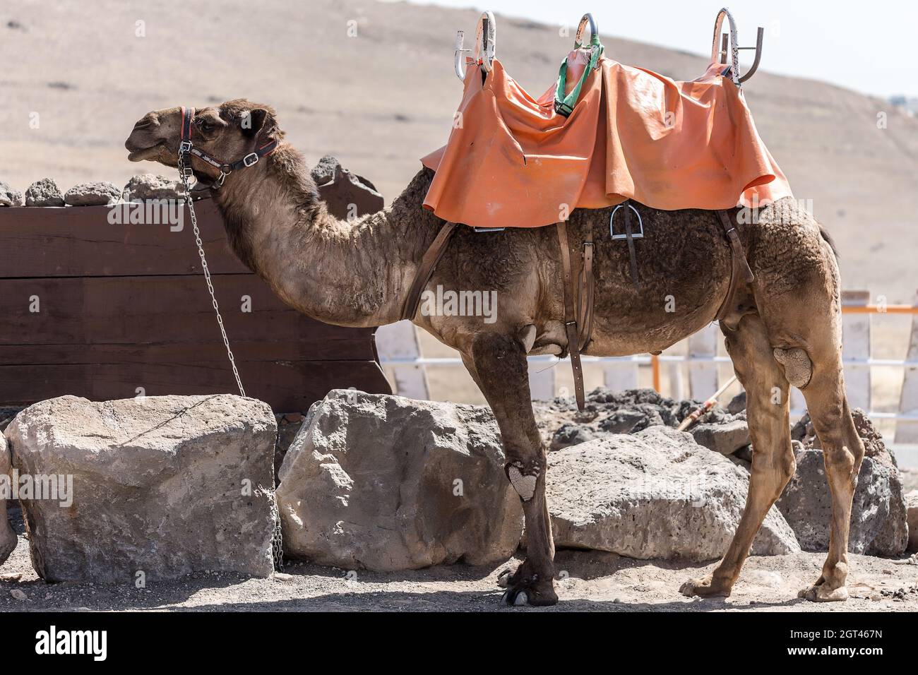 Maravilloso camello con silla de montar cerca de las piedras en el recinto  en el soleado día en el increíble desierto Fotografía de stock - Alamy