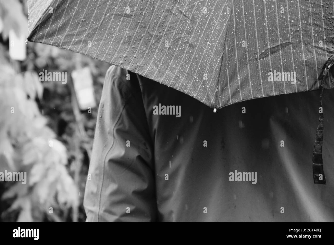 Cierre de paraguas mojado durante temporada de lluvias Fotografía de -
