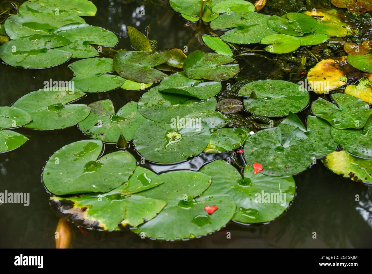 Lilly pads flotando en la superficie del agua de un estanque Foto de stock