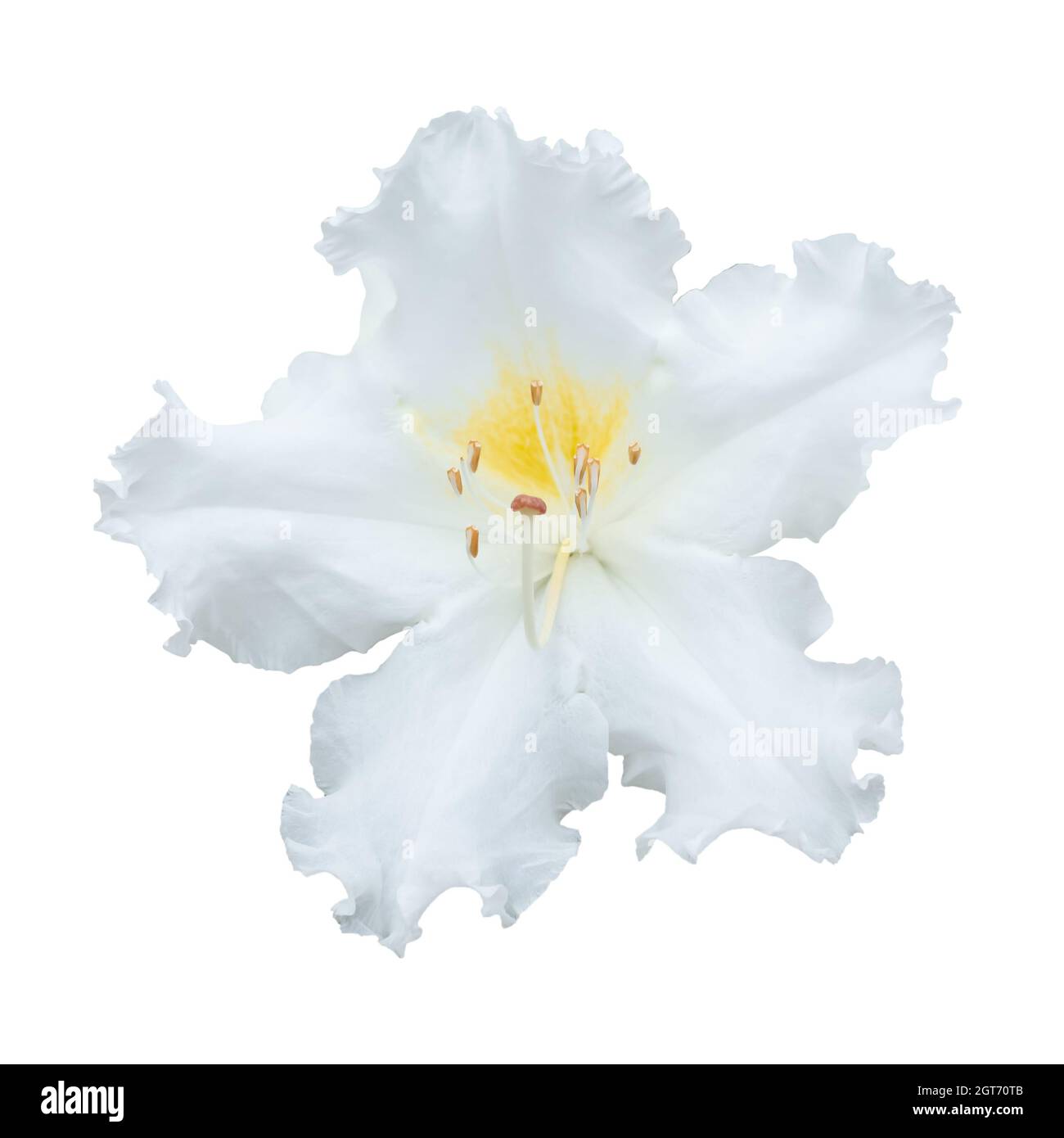 Rhododendron de Westland Ludwigianum Hoss Flor sobre fondo blanco Foto de stock