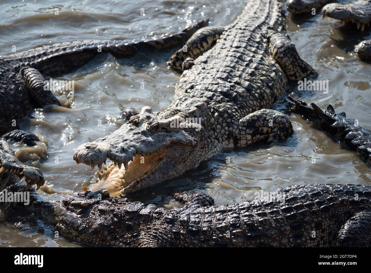 Los cocodrilos grandes que luchan en Swamp Pond en Forest. Grupo de Vida Silvestre Peligrosa en el Agua. Foto de stock