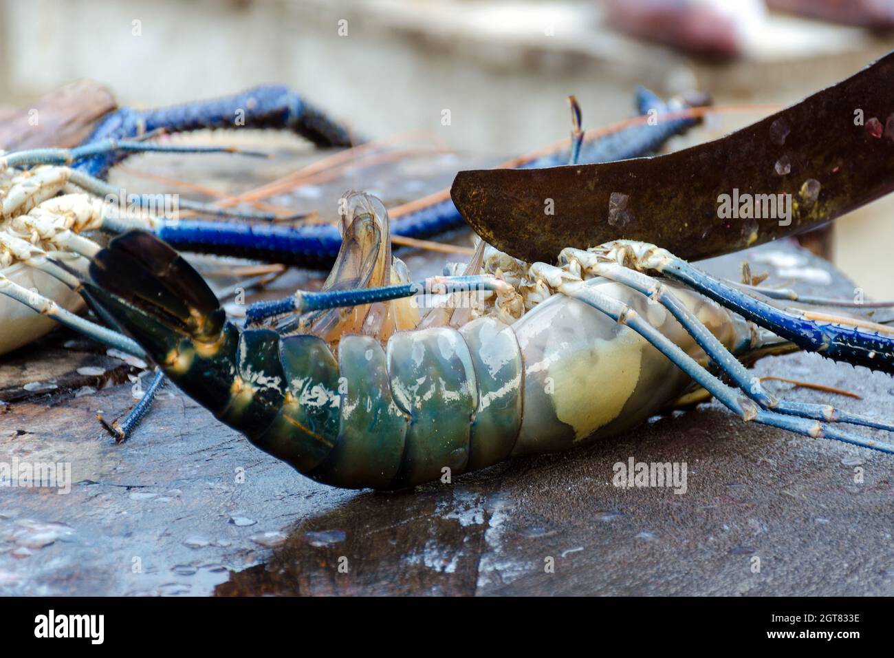 Cortes de mariscos - Cocinar langosta espinosa. Carve Lobster en un mercado de pescado callejero en Sri Lanka. Foto de stock