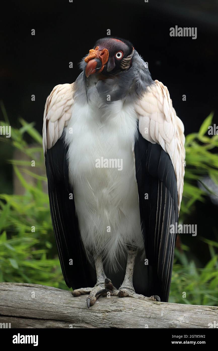 King Vulture en el zoológico de Colchester Foto de stock