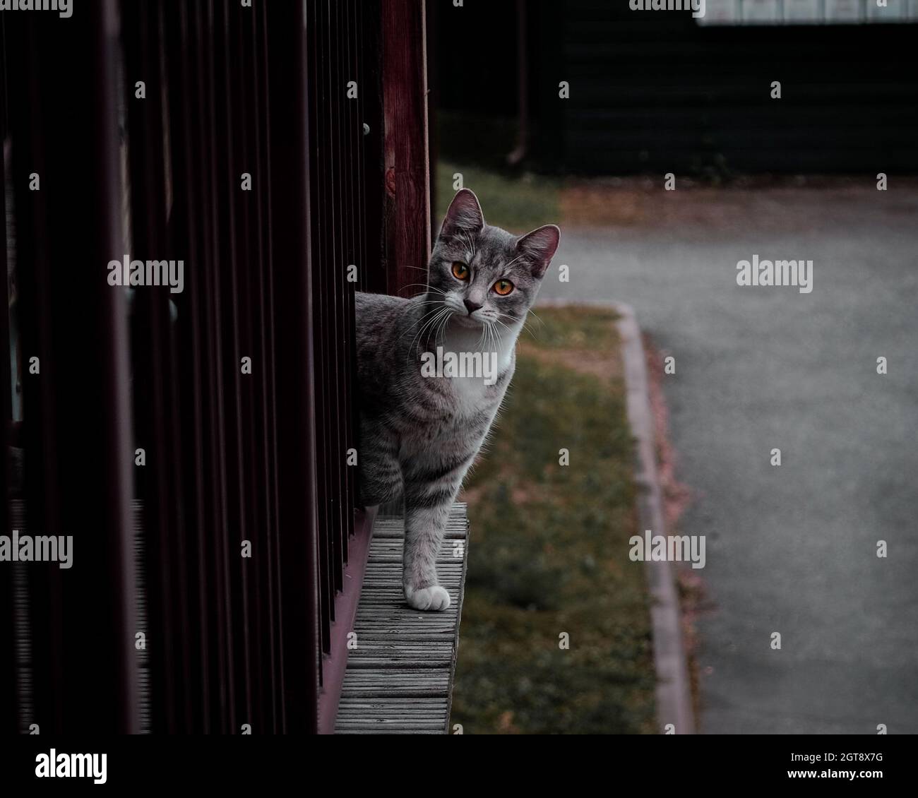 Retrato de Gato mirando a la cámara Foto de stock