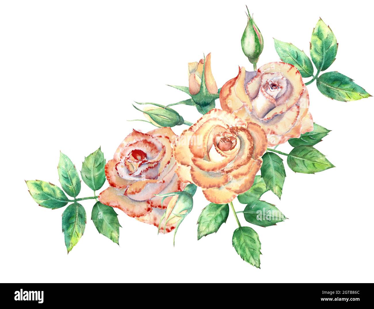 Rosas de melocotón, hojas verdes, flores abiertas y cerradas. Un ramo de  flores para tarjetas de felicitación o invitaciones. Ilustración de  acuarela Fotografía de stock - Alamy