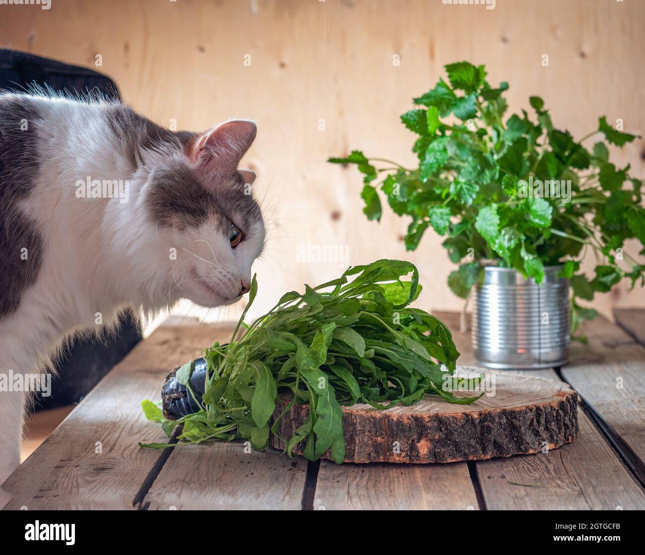 Racimos frescos de verdes, rúcula y menta. El gato esponjoso saborea el  arugula jugando en un corte de madera Fotografía de stock - Alamy