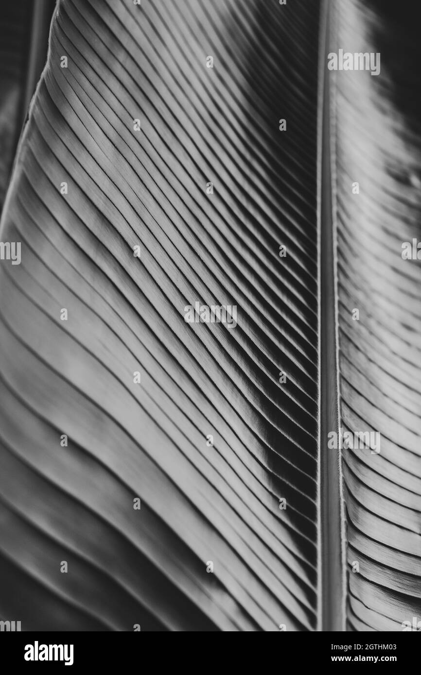 Resumen Trañado Natural de la Hoja de Banana Antecedentes, detalles y