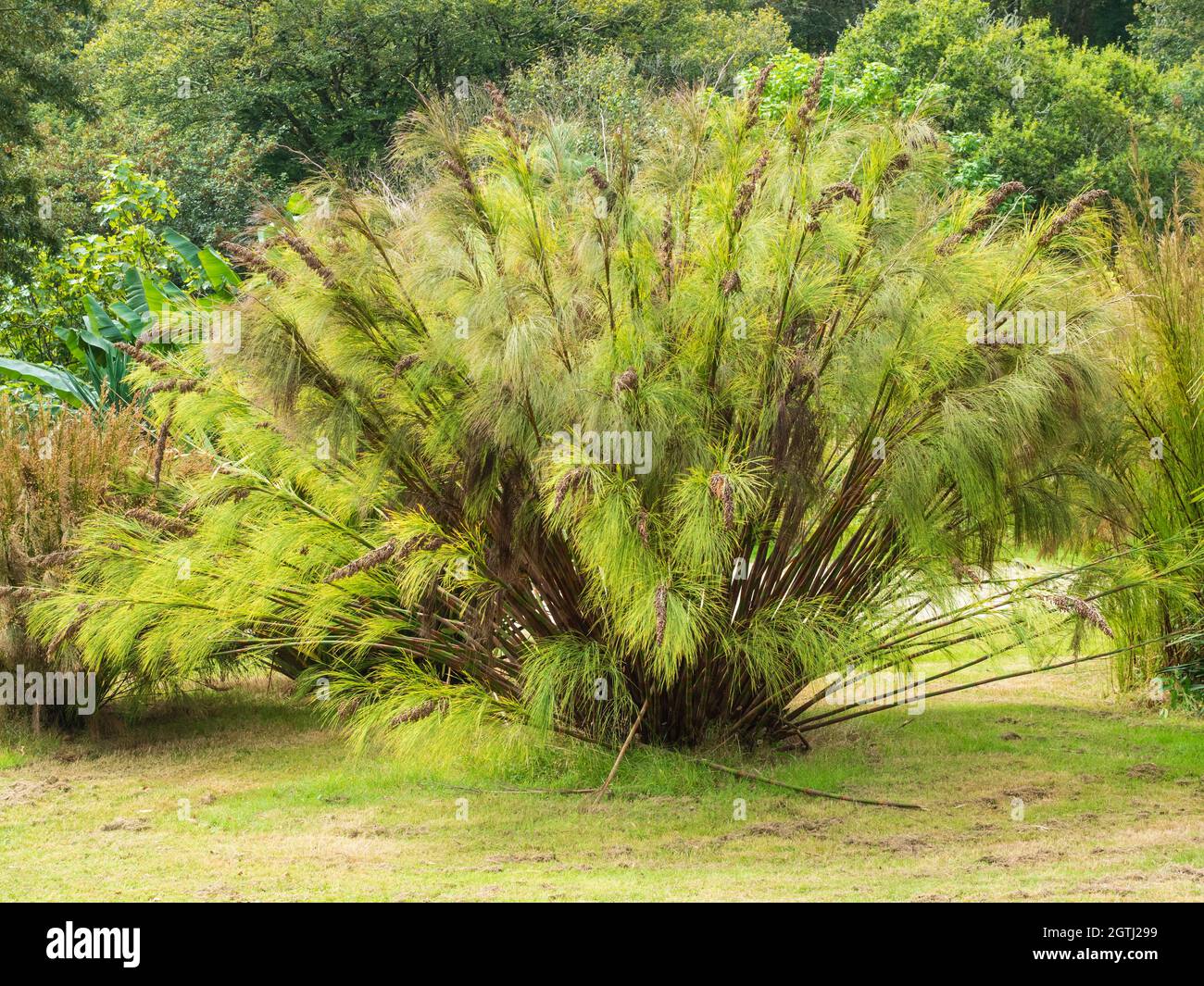 Arqueamiento, crecimiento herboso de la restio sudafricana de la cola de caballo, Elegia capensis Foto de stock