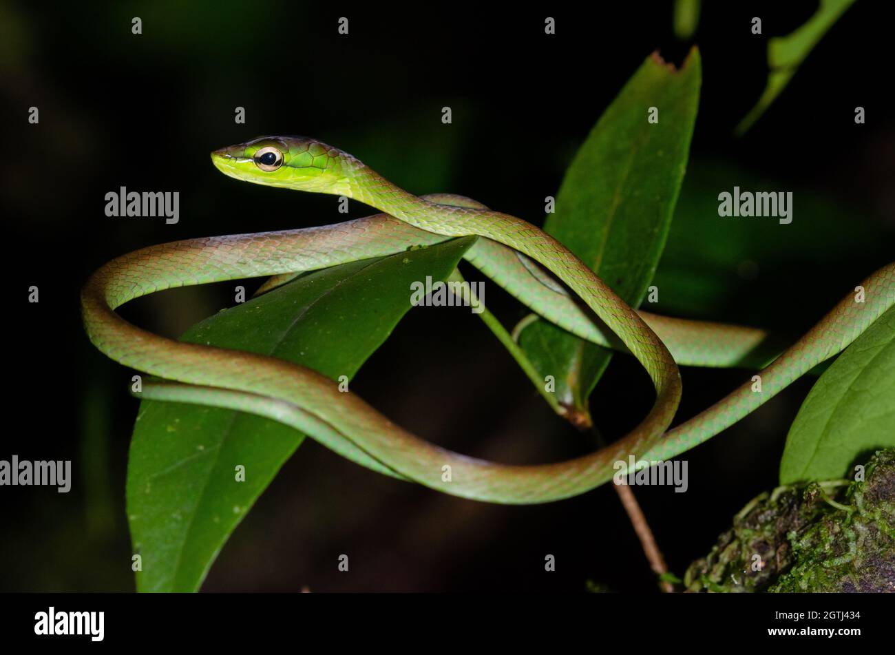 Serpiente de Viña de Cope - Oxybelis brevirostris en la selva tropical Foto de stock