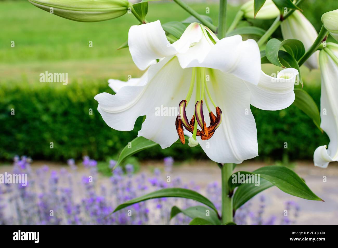Una gran flor blanca de Lilium o Lily planta en un jardín estilo cabaña  británica en un soleado día de verano, hermosa fotografía de fondo floral  al aire libre Fotografía de stock -