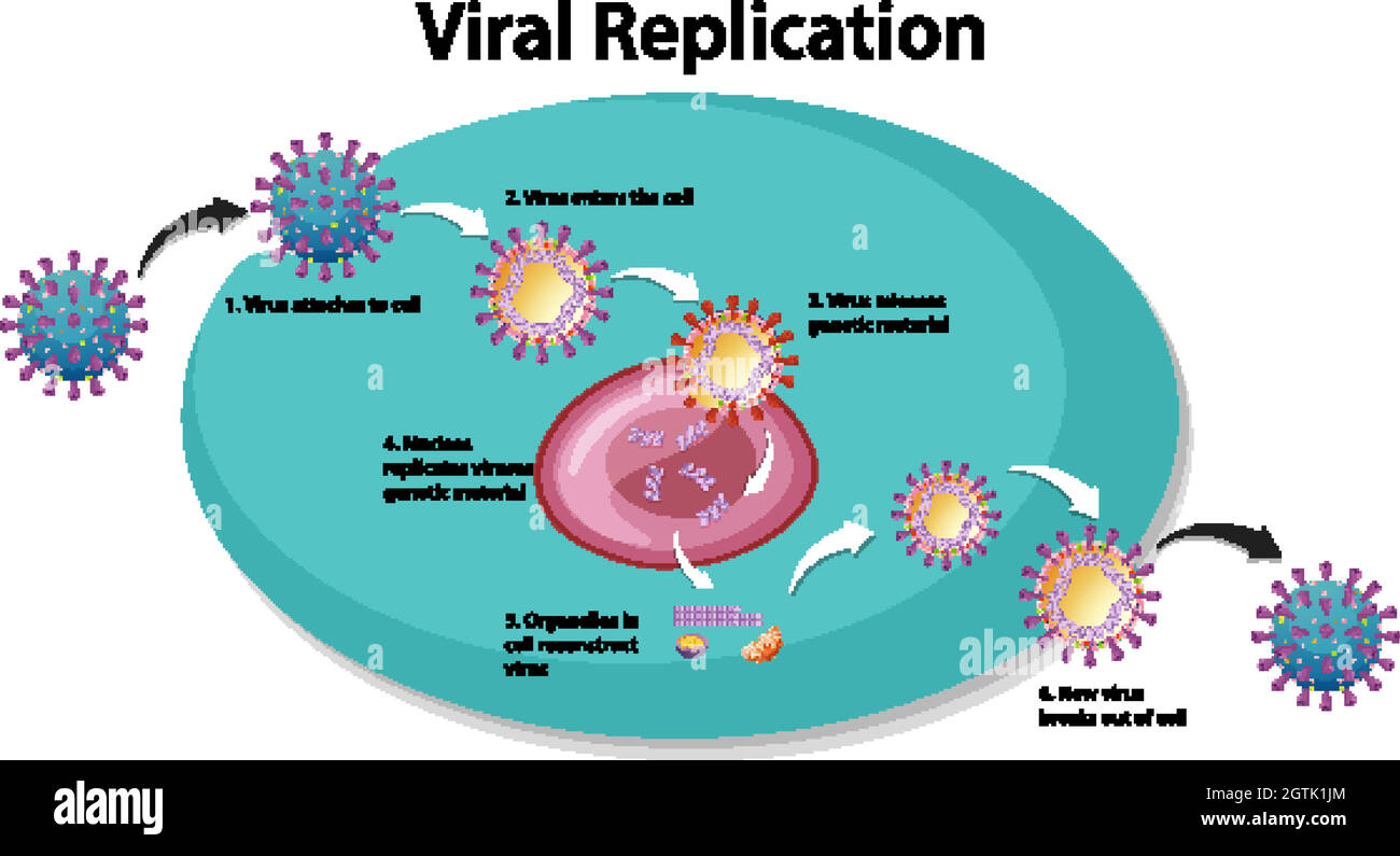 Infografía de la replicación viral para la educación Ilustración del Vector