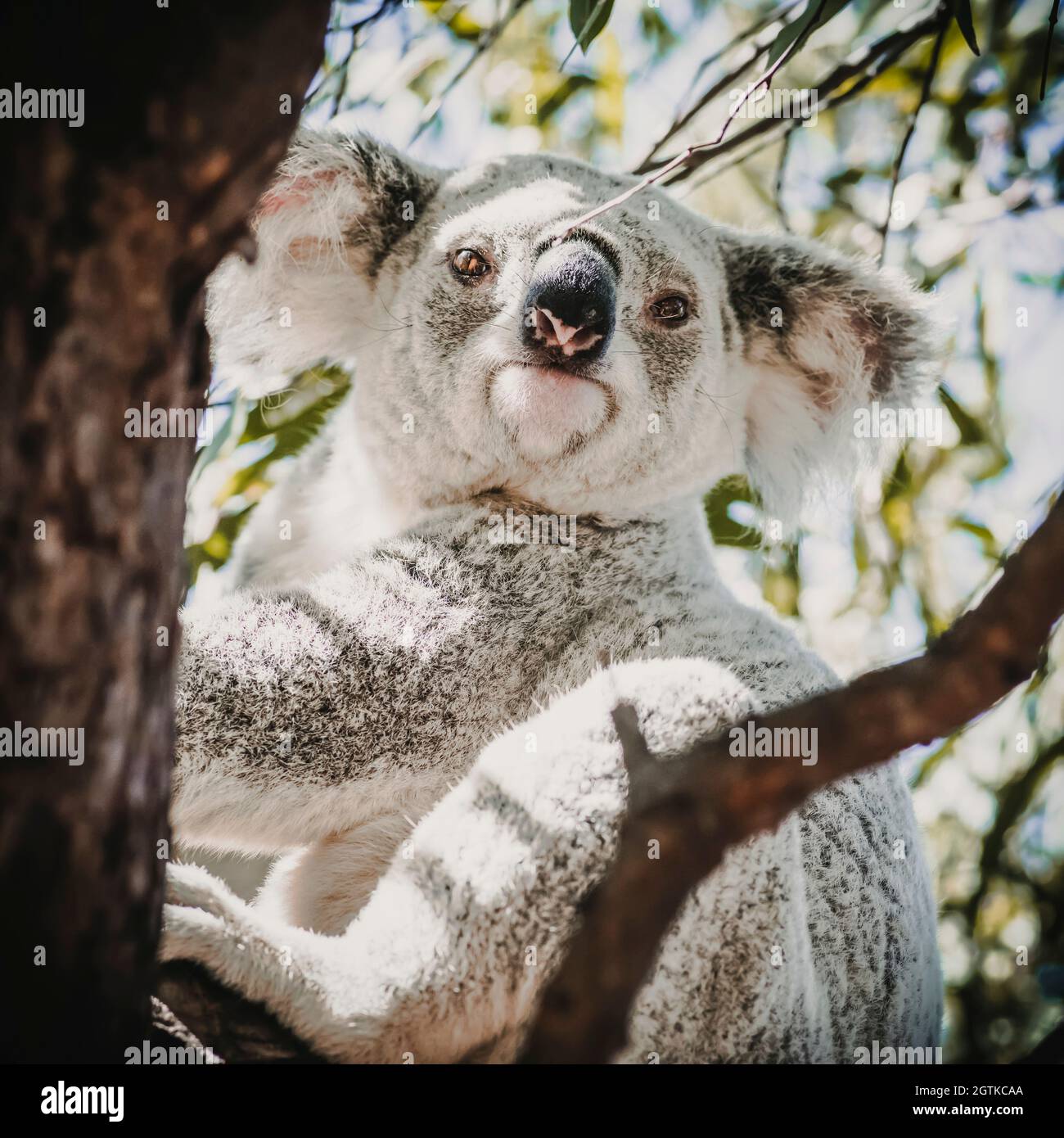 Un Retrato de Koala Salvaje. Uno de los animales australianos más famosos en el árbol Fotografía de stock - Alamy Un Retrato de Koala Salvaje. Uno de los animales australianos más famosos en el árbol Fotografía de stock - Alamy
