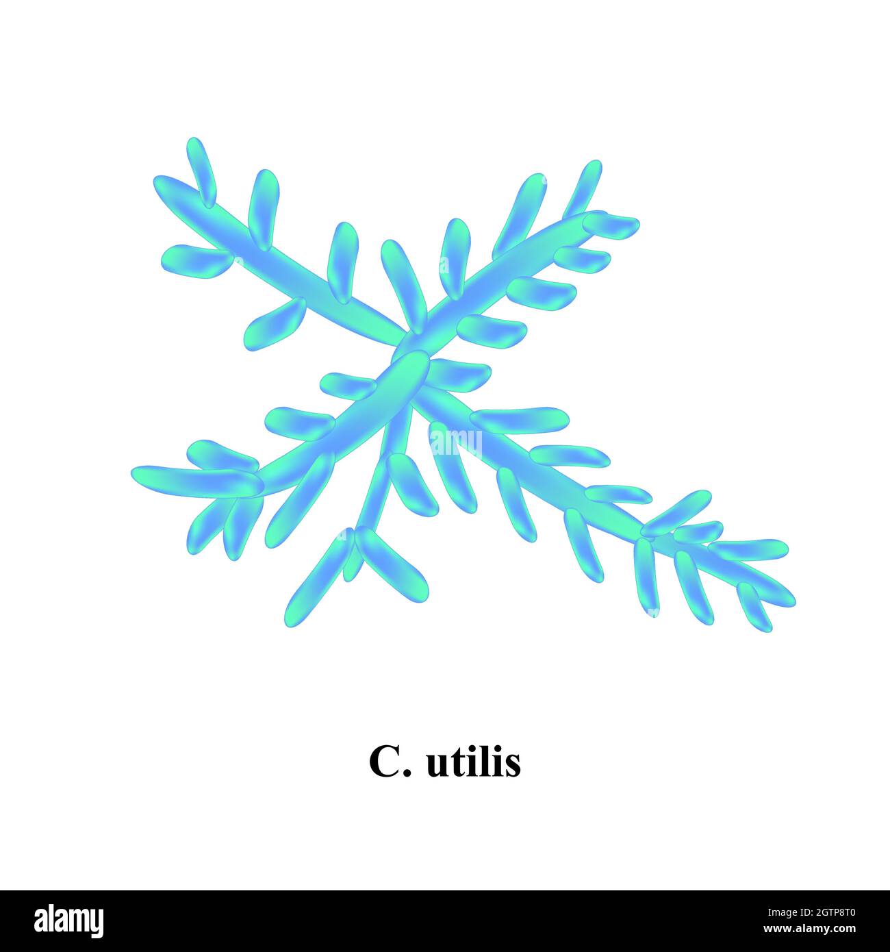Candida Utilis