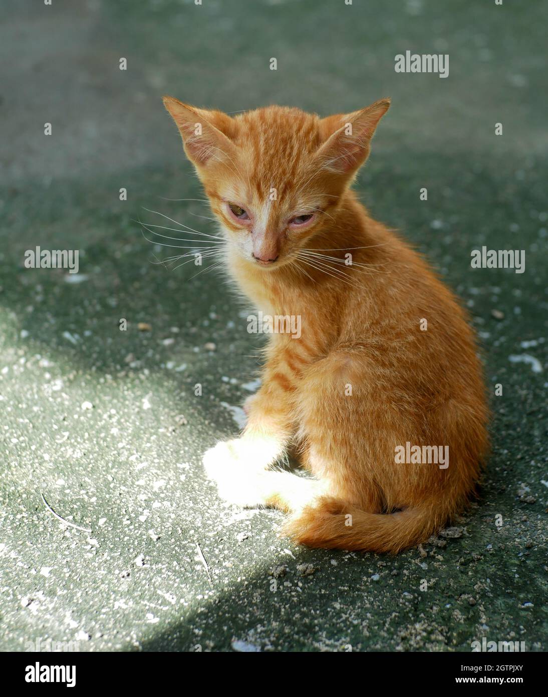 Toda la longitud de un gato Fotografía de stock - Alamy