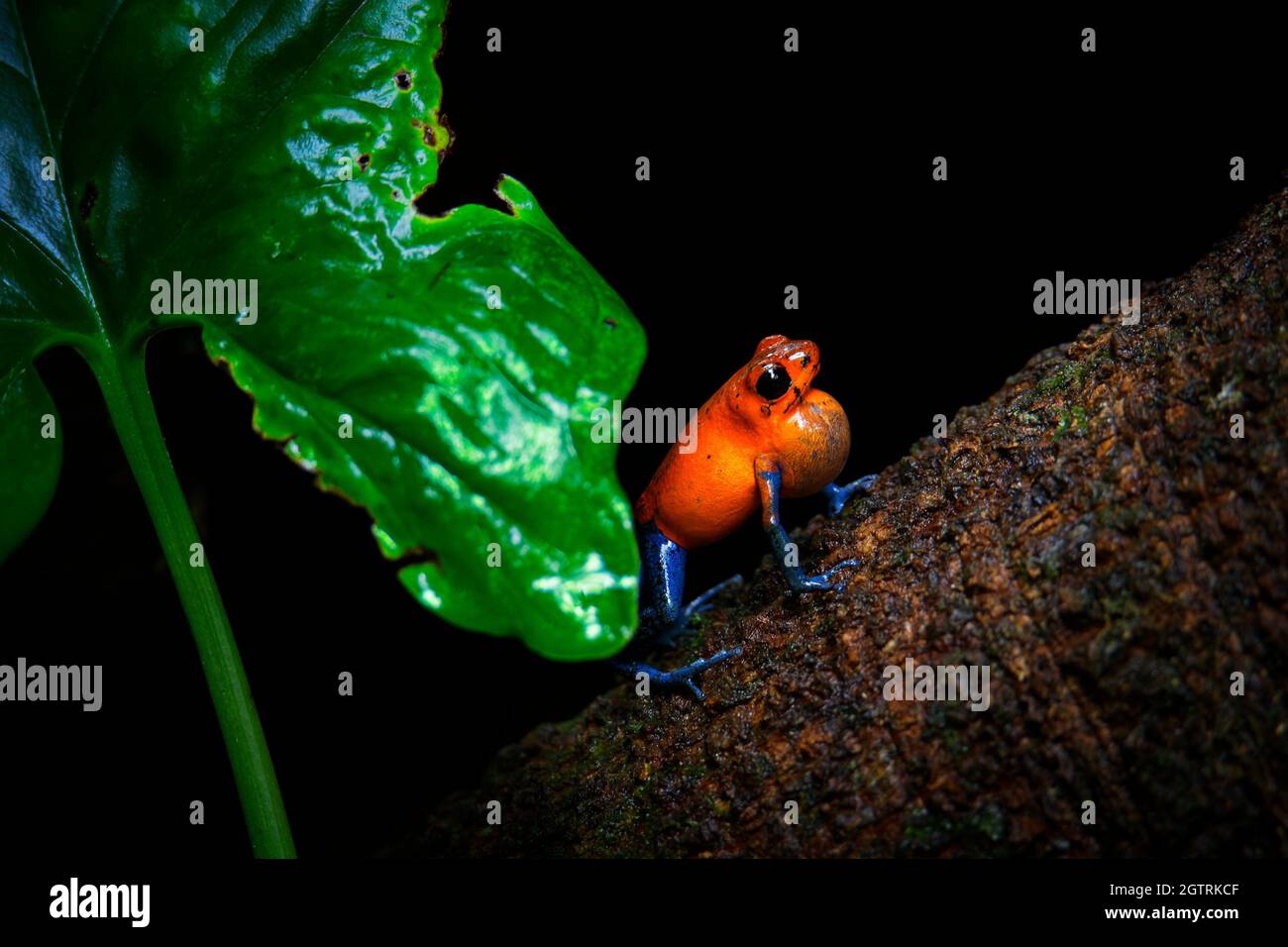 Rana de poilio de fresa - Oophaga (Dendrobates) pumilio, rana de poilio rojo de veneno pequeño encontrada en América Central, del centro oriental de Nicaragua a. Foto de stock